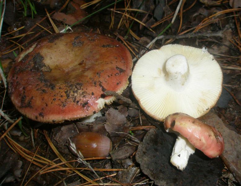 1_russula_maculata_1.jpg