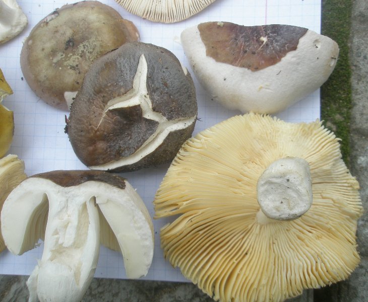 1_russula_mustelina_sp_1b.jpg