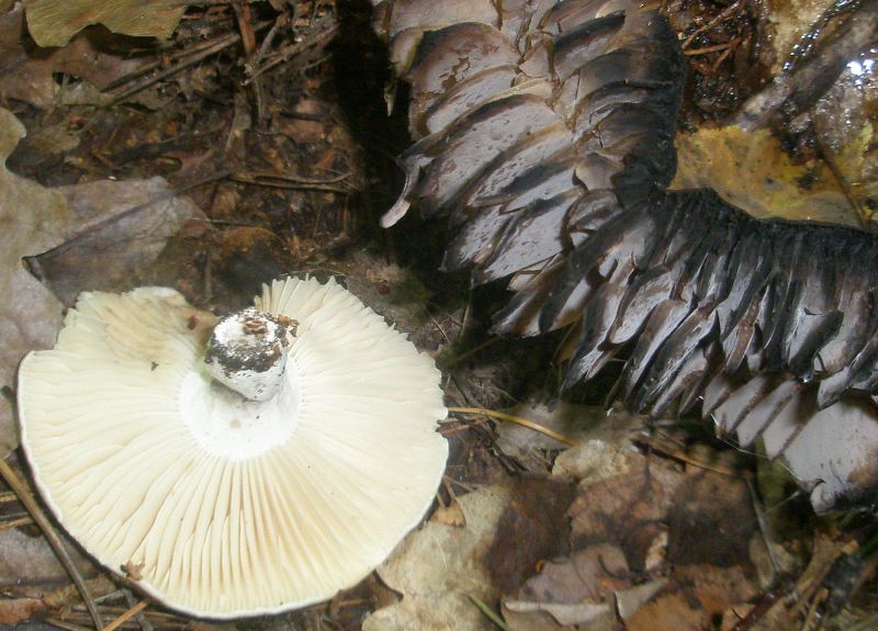 1_russula_nigricans.jpg