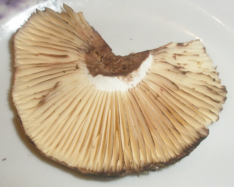 1_russula_nigricans_1a.jpg