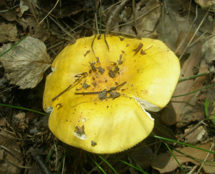 1_russula_ochroleuca_1.jpg