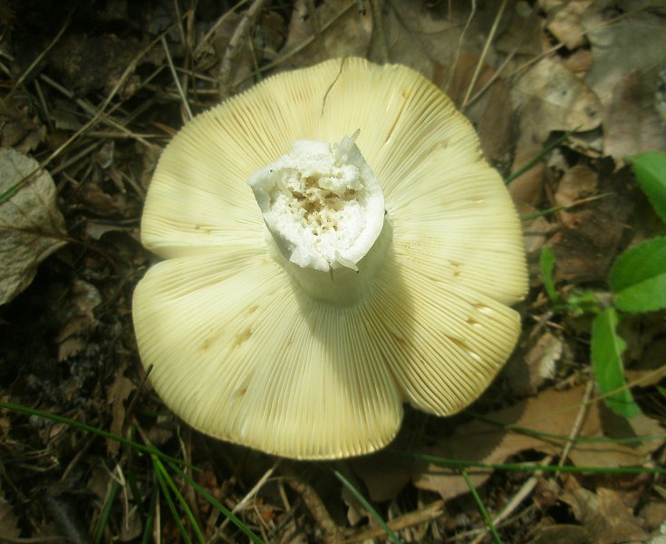 1_russula_ochroleuca_1a.jpg