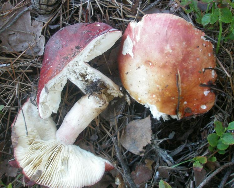 1_russula_paludosa.jpg