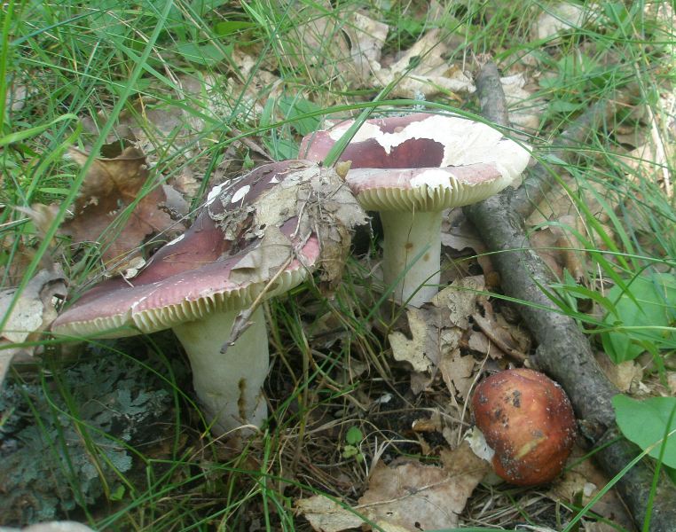 1_russula_sp_1.jpg