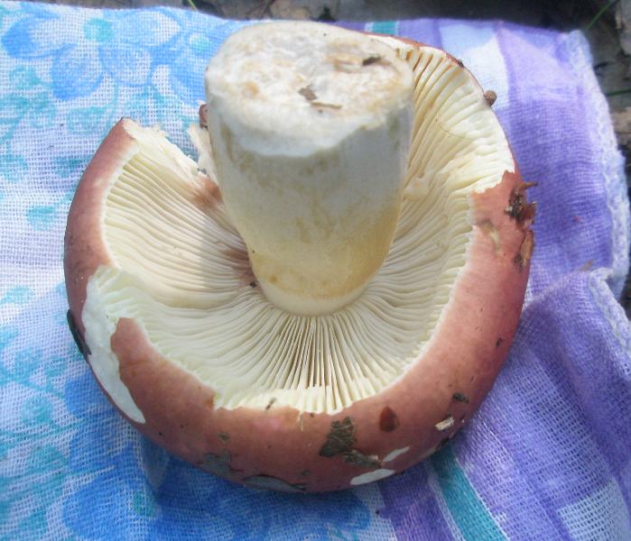 1_russula_sp_2a.jpg