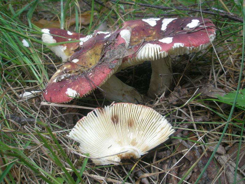 1_russula_sp_3a.jpg