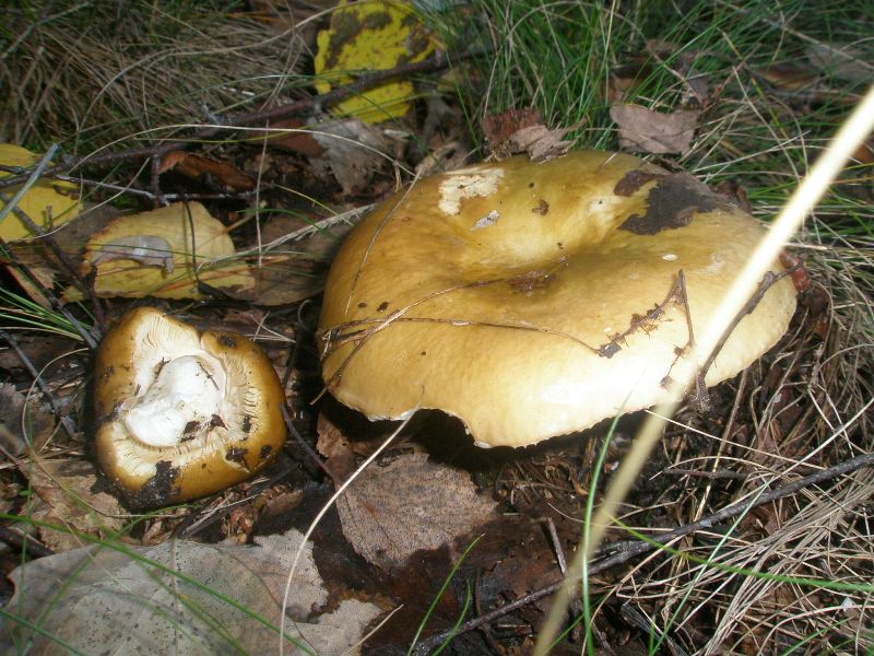 1_russula_sp_5.jpg