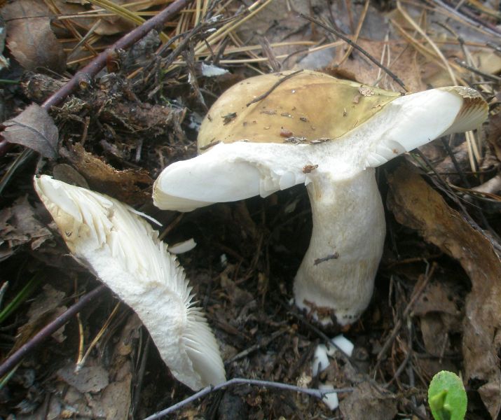 1_russula_sp_5cb.jpg