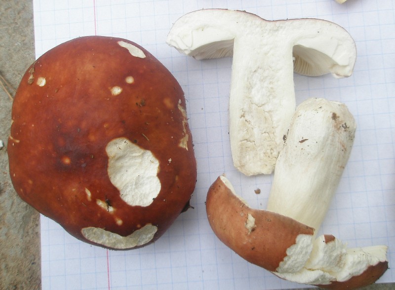 1_russula_sp_8b.jpg