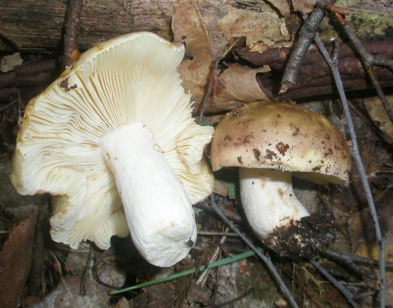 1_russula_sp_9.jpg