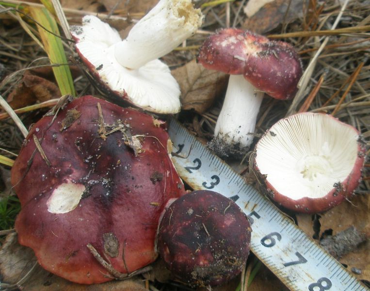 1_russula_sp_9a.jpg