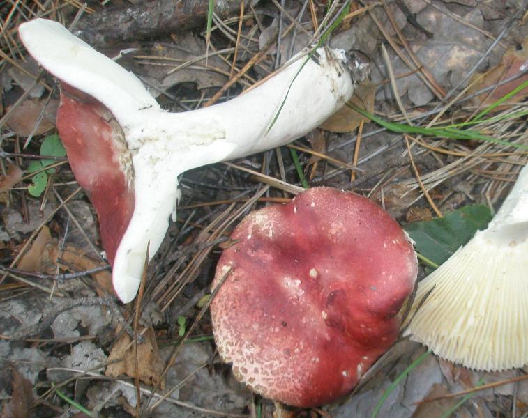 1_russula_sp_amara_1.jpg