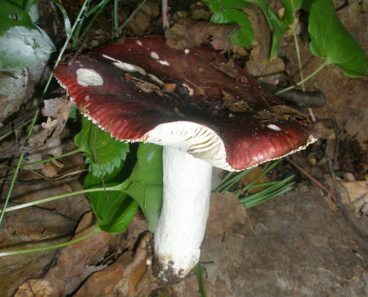 1_russula_sp_atropurpurea_1.jpg