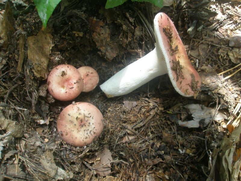 1_russula_vesca.jpg