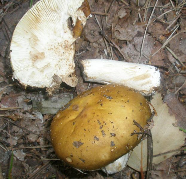 1_russula_xerampelina_var.jpg