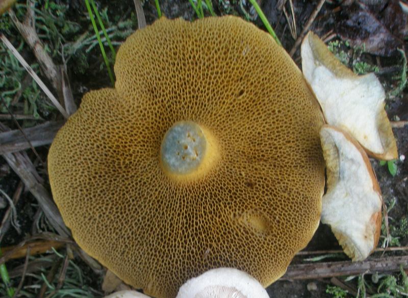 1_suillus_bovinus_1a.jpg