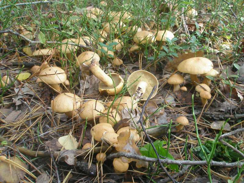 1_suillus_bovinus_2.jpg