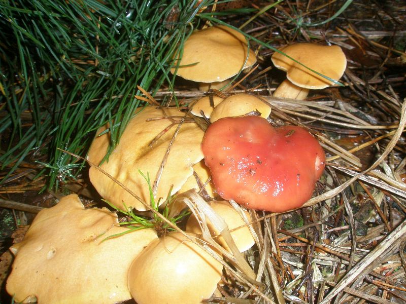 1_suillus_bovinus_2_gomphydius_roseus.jpg