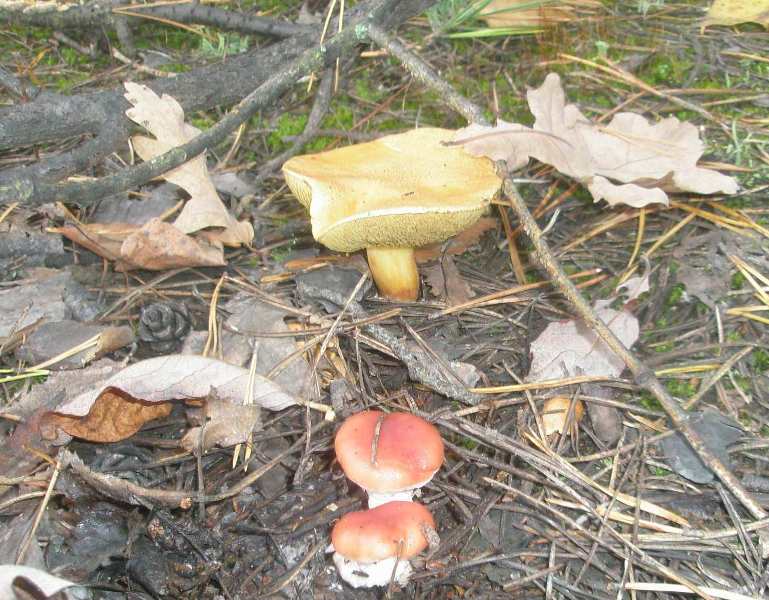 1_suillus_bovinus_3_gomphydius_roseus.jpg