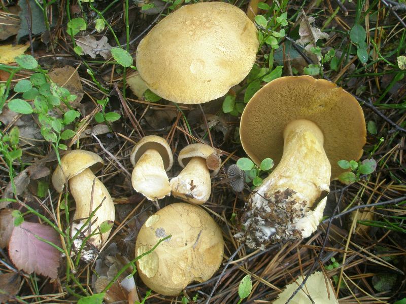 1_suillus_variegatus_1.jpg