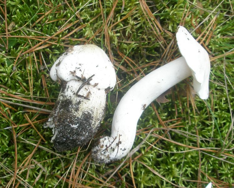 1_tricholoma_columbeta_1.jpg