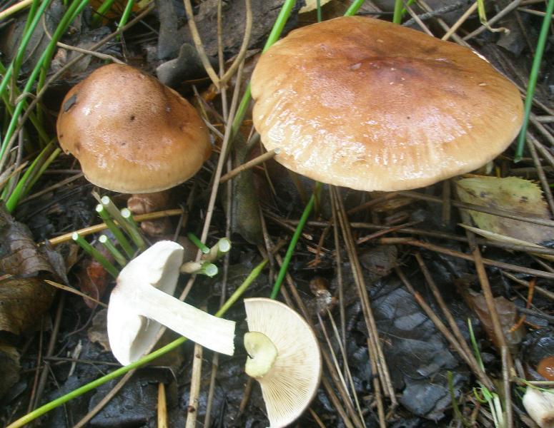 1_tricholoma_flavobrunnea_1.jpg