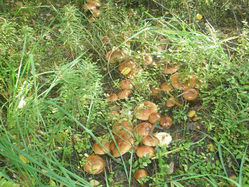 1_tricholoma_flavobrunnea_2.jpg