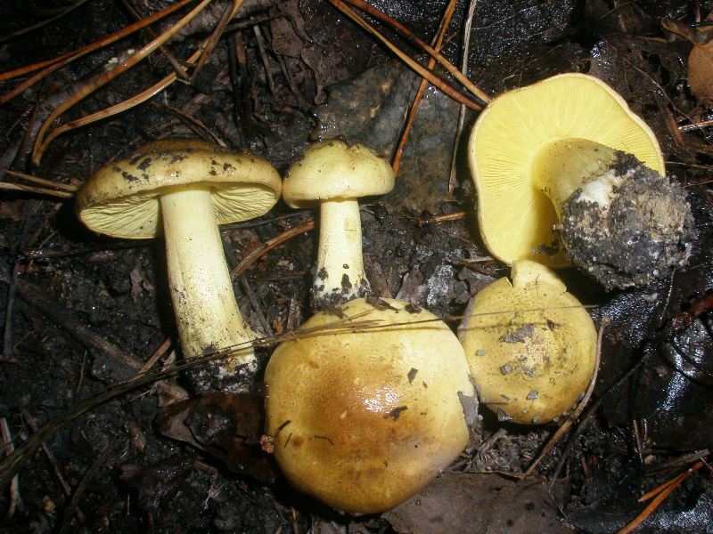 1_tricholoma_flavovirens_1.jpg