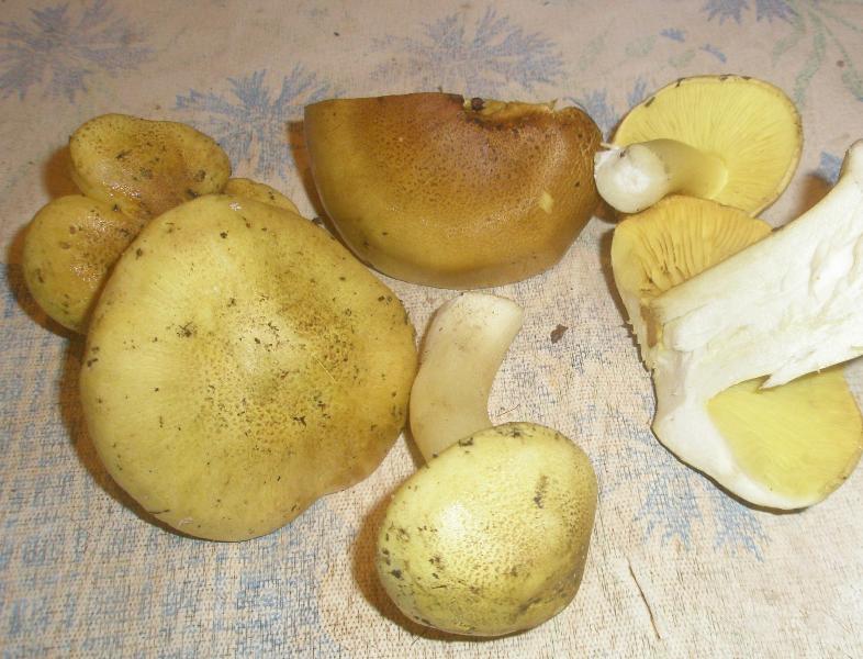 1_tricholoma_flavovirens_1a.jpg