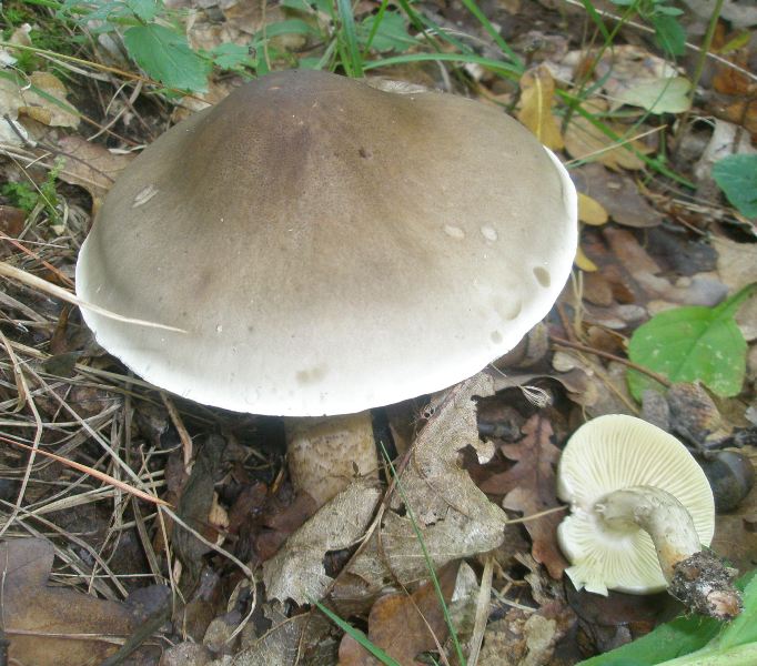 1_tricholoma_saponaceum_2.jpg