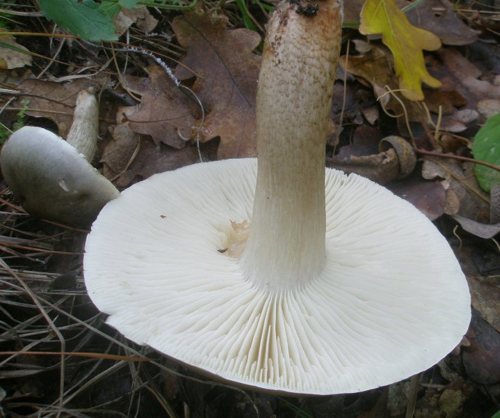 1_tricholoma_saponaceum_2a.jpg