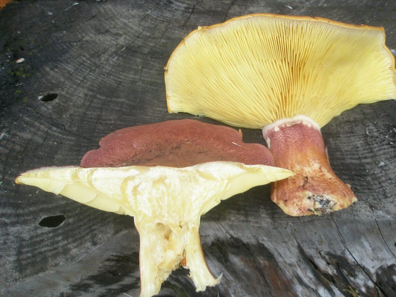 1_tricholomopsis_rutilans.jpg