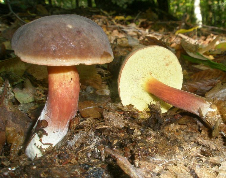 1_xerocomus_pruinatus_3.jpg