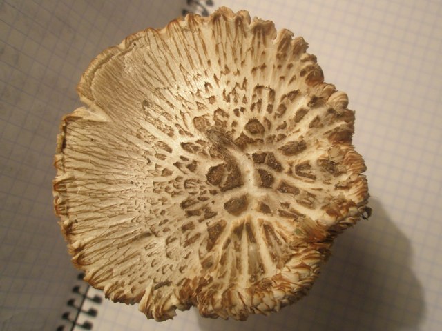 20pluteus_sp_1.jpg