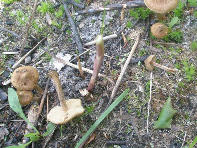 8inocybe_lacera_1.jpg