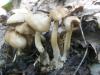 a_agrocybe_sp_t1.jpg