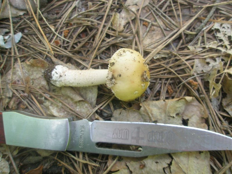 a_amanita_rubescens_1.jpg