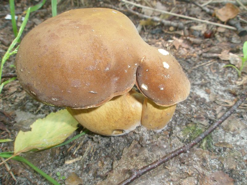 a_boletus_badius.jpg