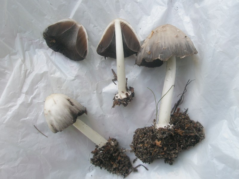 a_coprinus_sp_a.jpg