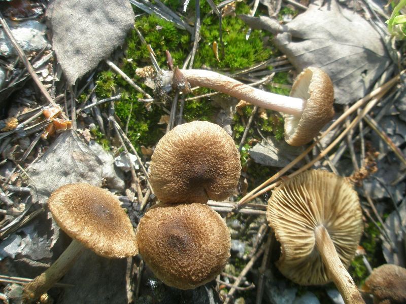 a_inocybe_lacera.jpg