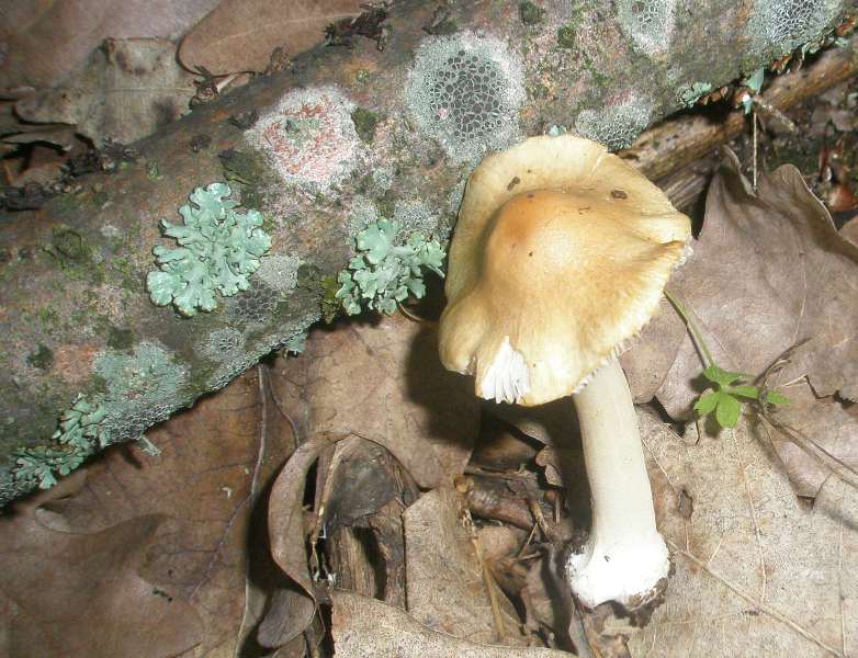 a_inocybe_sp.jpg