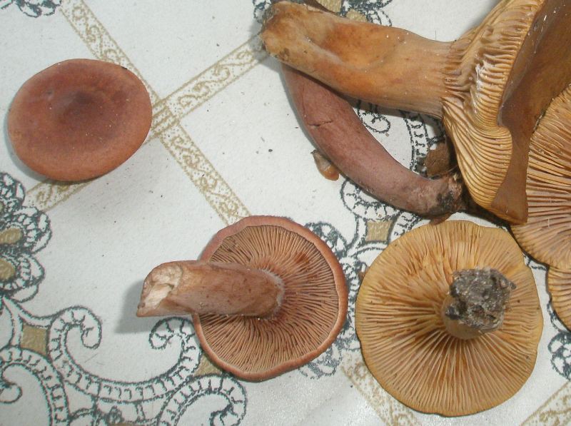 a_lactarius_camforatus_noncamforattus.jpg