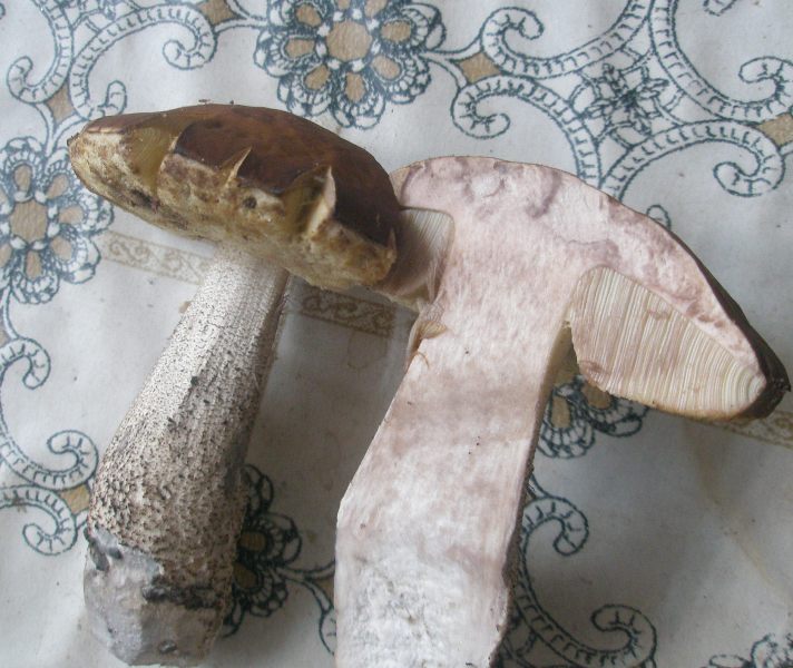 a_leccinum_carpini.jpg