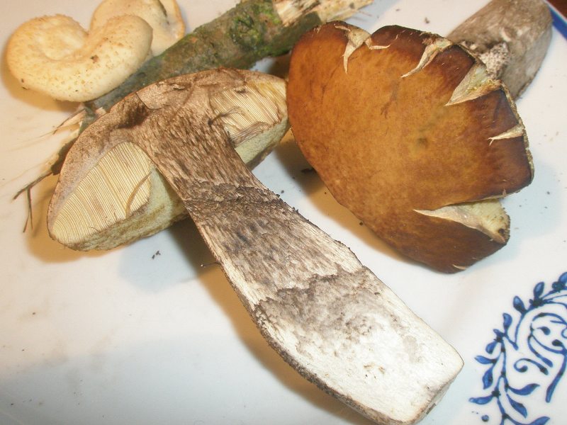 a_leccinum_carpini_.jpg