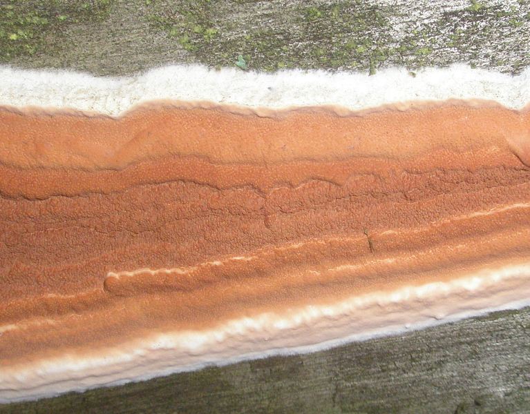 a_phellinus_contiguus_1b.jpg