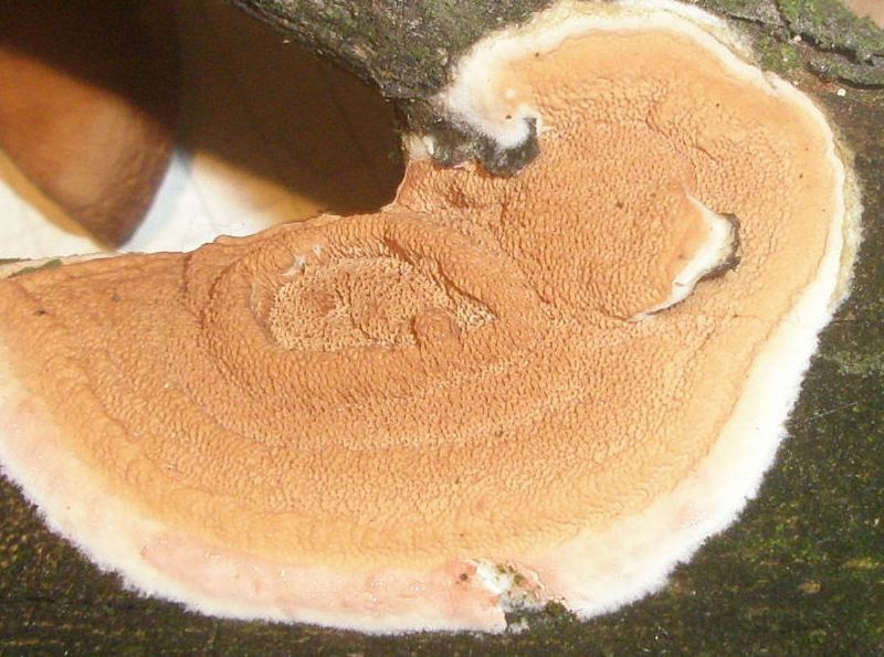 a_phellinus_contiguus_1c.jpg