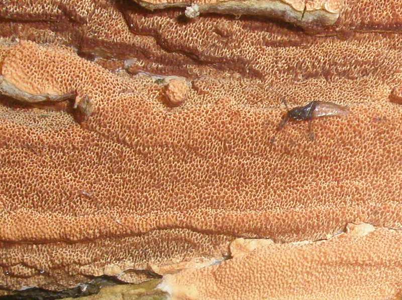 a_phellinus_contiguus_1d.jpg