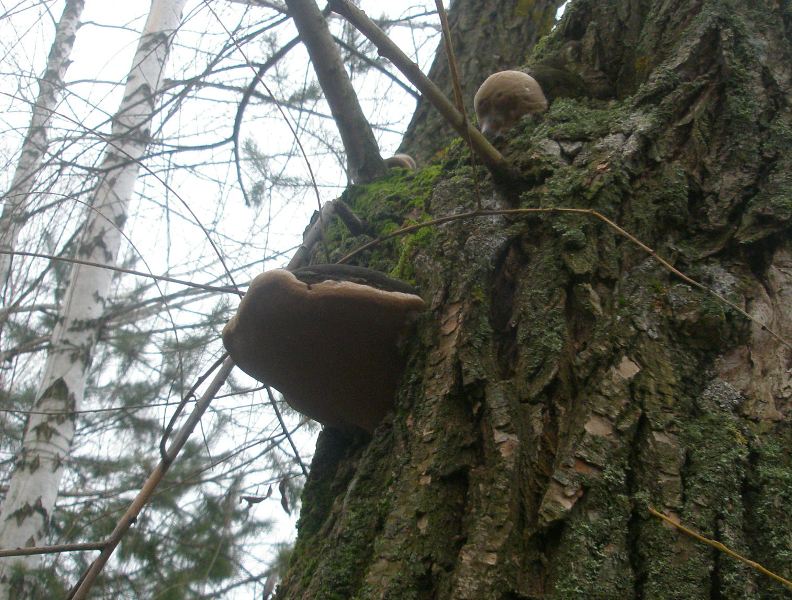 a_phellinus_igniarius.jpg