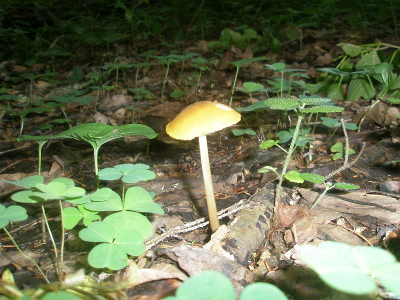 a_pluteus_leoninus.jpg