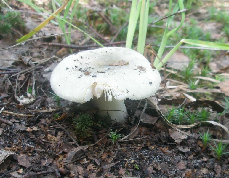 a_russula_aeruginea.jpg